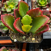 Kalanchoe Longiflora