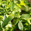Jamaican Mint Tree, Kama Sutra Mint (Satureja viminea)