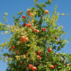 Pomegranate 'Kara Bala Miursal' Punica granatum)