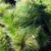 Prairie Junegrass Seeds – Koeleria Macrantha June Crested Hair Grass Flower – photo 6
