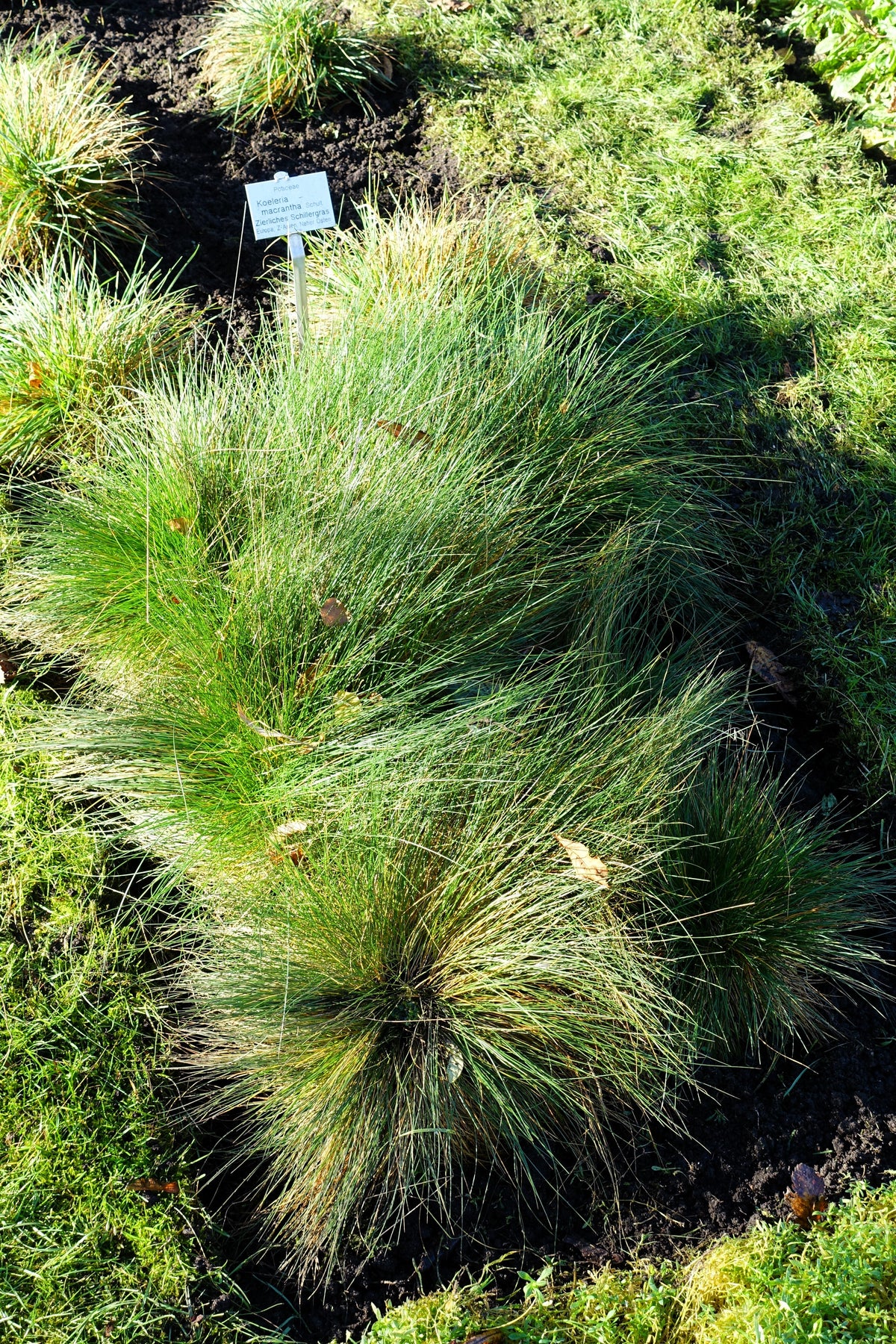 Prairie Junegrass Seeds – Koeleria Macrantha June Crested Hair Grass Flower – photo 6