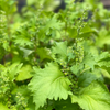 Korean Perilla (Perilla frutescens)