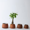 The Rancho Planter