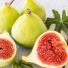 Fig 'LSU Gold' (Ficus carica)