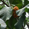 Lakoocha (Artocarpus lacucha)