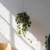 Wrap Hanging Kit