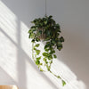 Wrap Hanging Kit