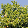 Bay Leaf, Bay Laurel (Laurus nobilis)