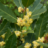 Bay Leaf, Bay Laurel (Laurus nobilis)