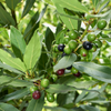 Bay Leaf, Bay Laurel (Laurus nobilis)