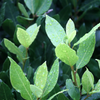 Bay Leaf, Bay Laurel (Laurus nobilis)