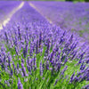 500 True ENGLISH LAVENDER VERA Lavandula Angustifolia Vera Herb Purple Flower Seeds