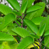 Leaf of Life (Bryophyllum pinnatum)
