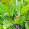 Leaf of Life (Bryophyllum pinnatum)