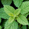 Lemon Balm (Melissa officinalis)