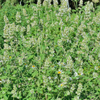 Lemon Balm (Melissa officinalis)