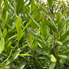 Lemon Bay Rum (Pimenta racemosa var. citrifolia)
