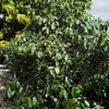 Lemon Drop Mangosteen (Garcinia intermedia)