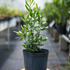 Lemon Bay Rum (Pimenta racemosa var. citrifolia)