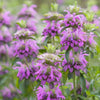 Western Wonders Native Wildflower Mix – photo 3