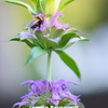 Bergamot Bundle: 'Lemon' & 'Sweet Leaf' Bergamot Plants