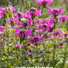 Bergamot Bundle: 'Lemon' & 'Sweet Leaf' Bergamot Plants