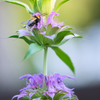 Bergamot 'Lemon' (Monarda citriodora)