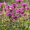 Bergamot, 'Sweet Leaf' (Monarda fistulosa)