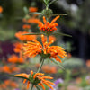 Wild Dagga (Leonotis leonurus)
