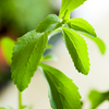 Stevia (Stevia rebaudiana)