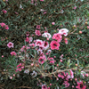 New Zealand Tea (Leptospermum scoparium)