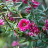 New Zealand Tea (Leptospermum scoparium)