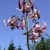 15 WESTERN HYBRIDS LILY Tiger, Leopard, Lemon, Alpine, Kellogg - Mixed Colors Pink, Red, Yellow, Orange - Native Lilium Flower Seeds