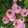 Lilly Pilly (Syzygium smithii, Acmena smithii)