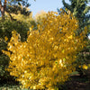 10 SPICEBUSH Wild Allspice Lindera Benzoin Northern Spice Bush Red Berry Yellow Flower Seeds