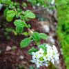 Jamaican Oregano (Lippia micromera)