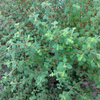 Jamaican Oregano (Lippia micromera)