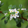Jamaican Oregano (Lippia micromera)