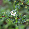 Jamaican Oregano (Lippia micromera)