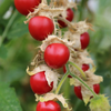 Litchi Tomato (Solanum sisymbriifolium)
