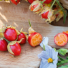 Litchi Tomato (Solanum sisymbriifolium)
