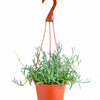 Senecio Radicans 'String of Fishhooks'