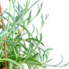 Senecio Radicans 'String of Fishhooks'