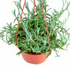 Senecio Radicans 'String of Fishhooks'