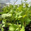 Korean Perilla (Perilla frutescens)