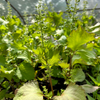 Korean Perilla (Perilla frutescens)