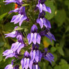 500 GREAT BLUE LOBELIA Lobelia Siphilitica Flower Seeds