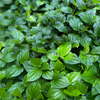 Lolot (Piper sarmentosum)