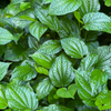 Lolot (Piper sarmentosum)