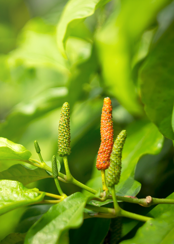 Long Pepper (Piper longum) – The Plant Seed